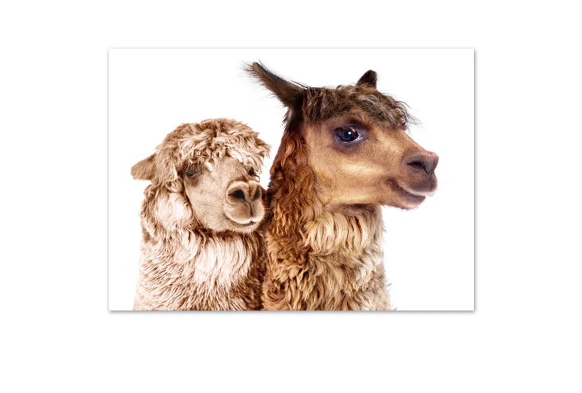 Alpaca Pair | Canvas Wall Art Print