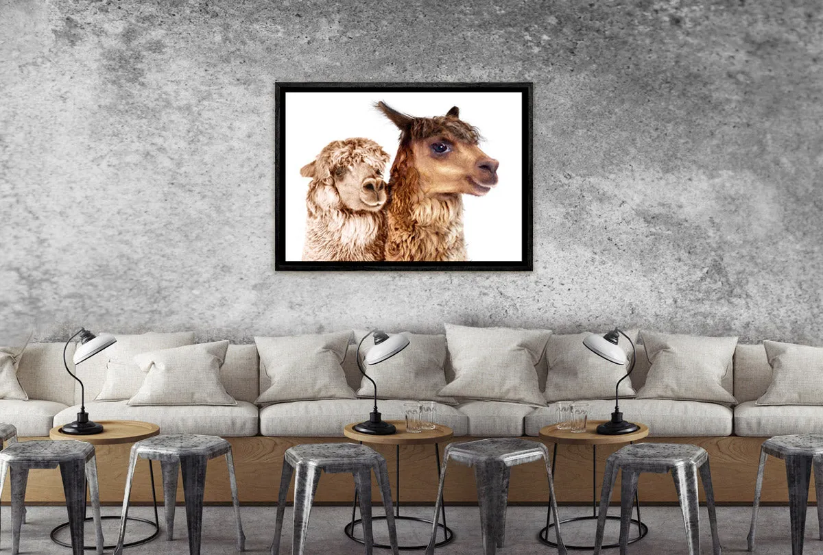 Alpaca Pair | Canvas Wall Art Print