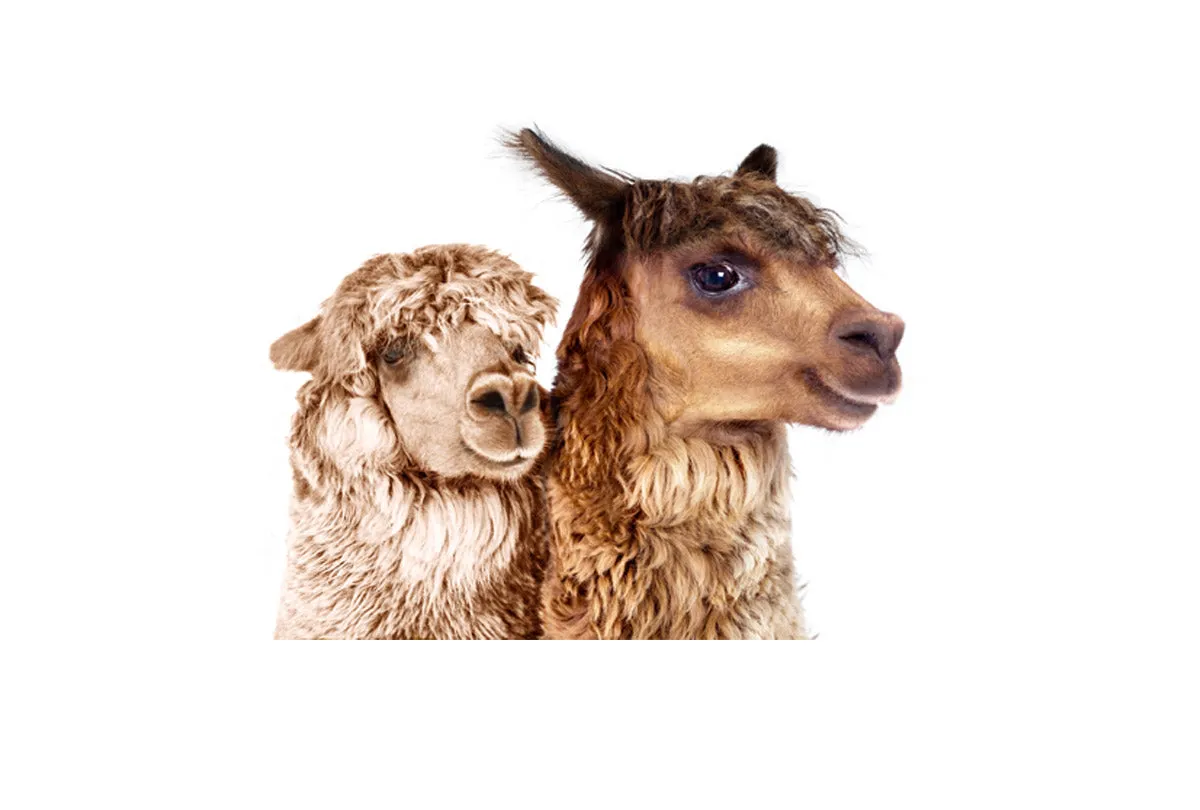 Alpaca Pair | Canvas Wall Art Print