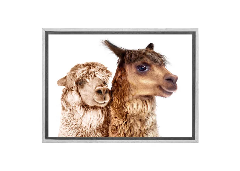 Alpaca Pair | Canvas Wall Art Print