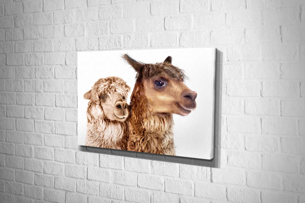 Alpaca Pair | Canvas Wall Art Print