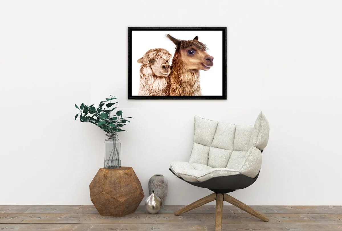 Alpaca Pair | Canvas Wall Art Print