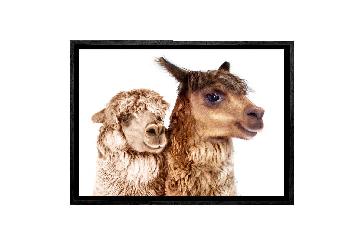 Alpaca Pair | Canvas Wall Art Print