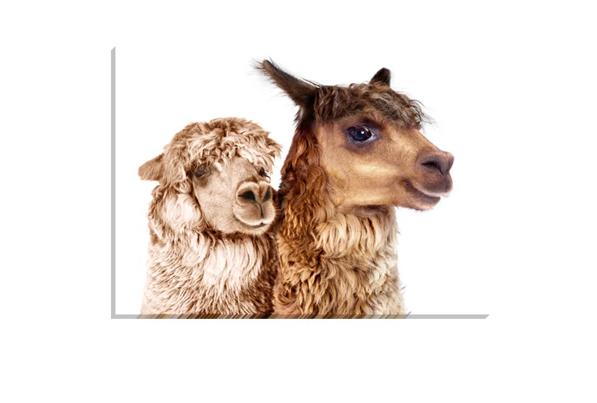 Alpaca Pair | Canvas Wall Art Print