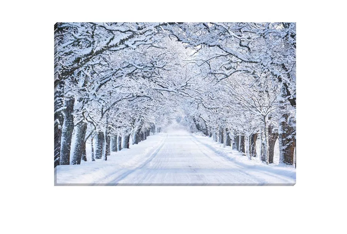 Avenue Of Snow Covered Trees | Canvas Wall Art Print