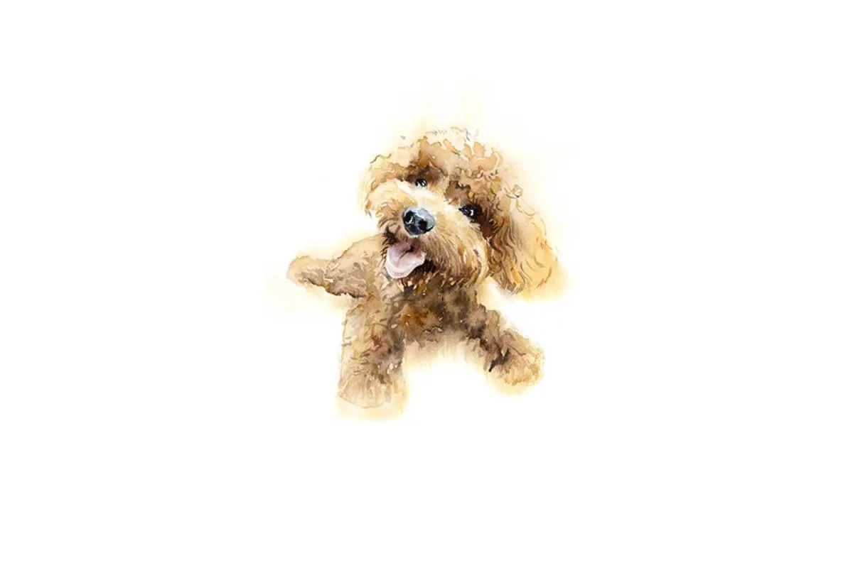 Brown Poodle Portrait | Canvas Wall Art Print