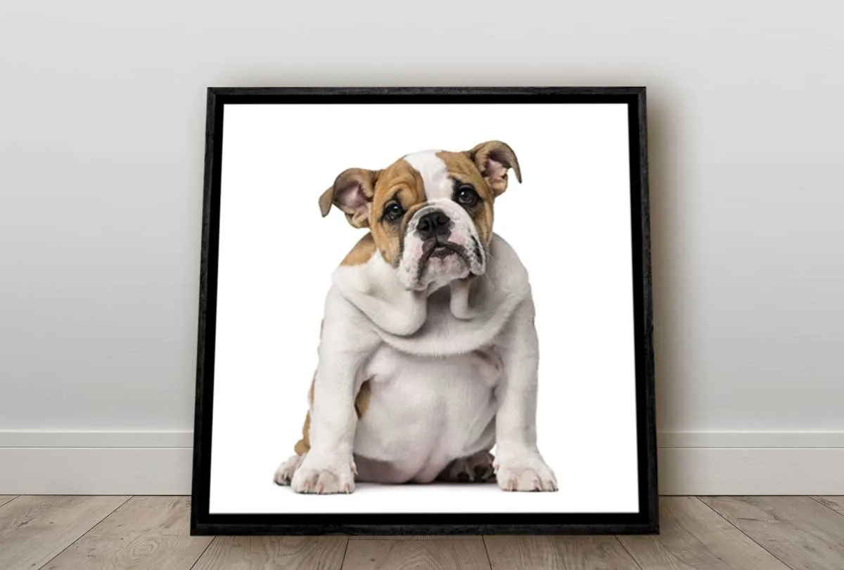 Bull Dog | Canvas Wall Art Print