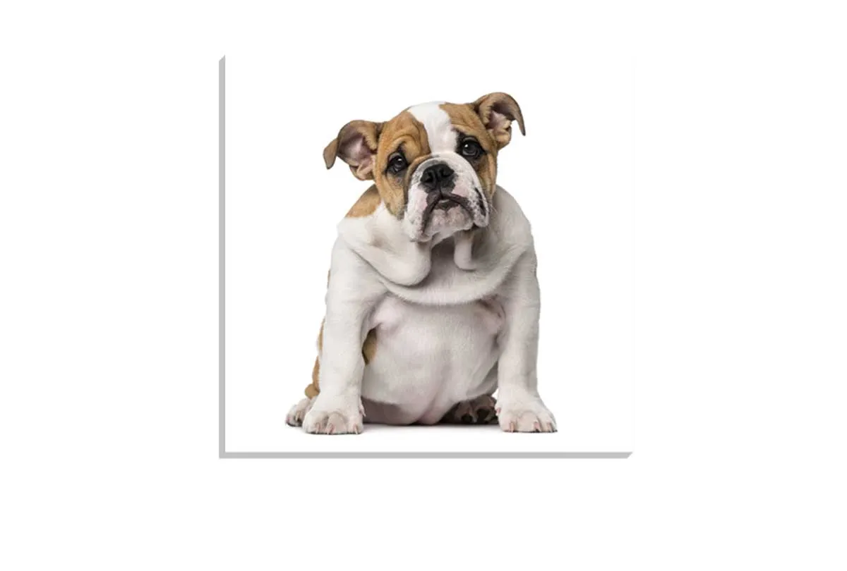 Bull Dog | Canvas Wall Art Print