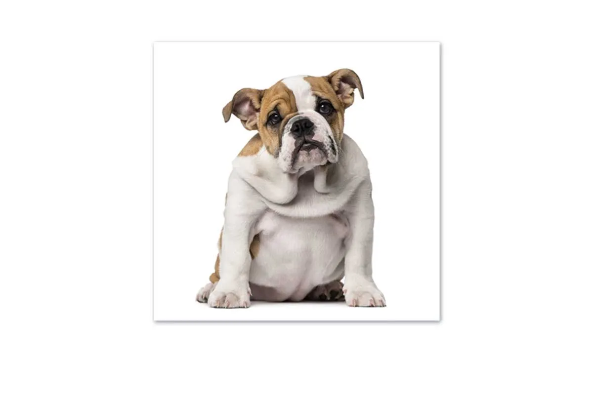 Bull Dog | Canvas Wall Art Print