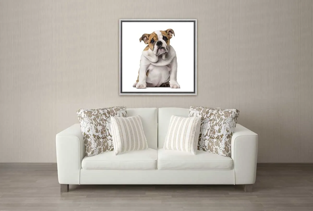 Bull Dog | Canvas Wall Art Print