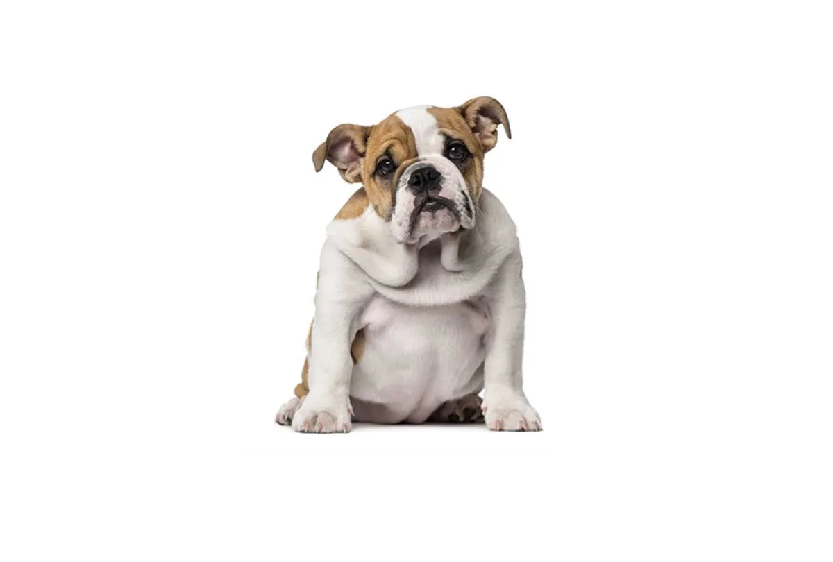 Bull Dog | Canvas Wall Art Print