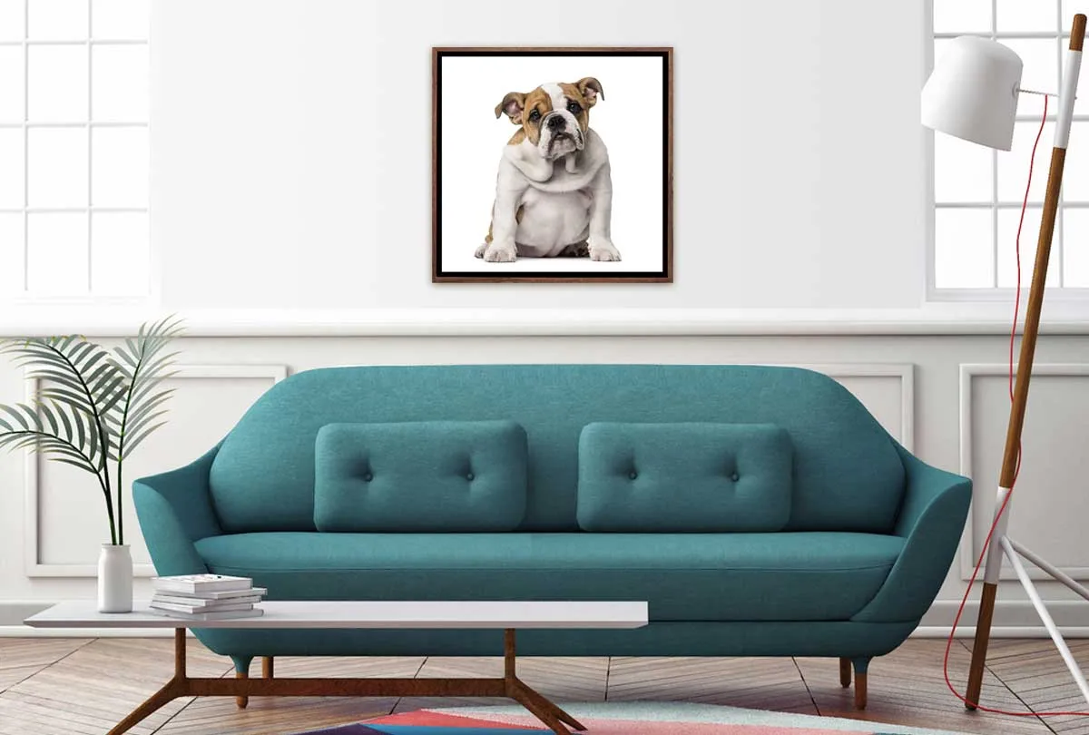 Bull Dog | Canvas Wall Art Print