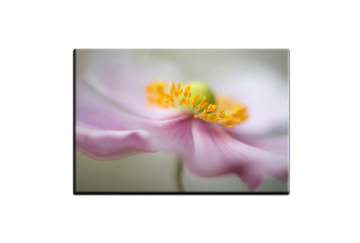 Dreamy Pink Bloom | Flower Wall Art Print