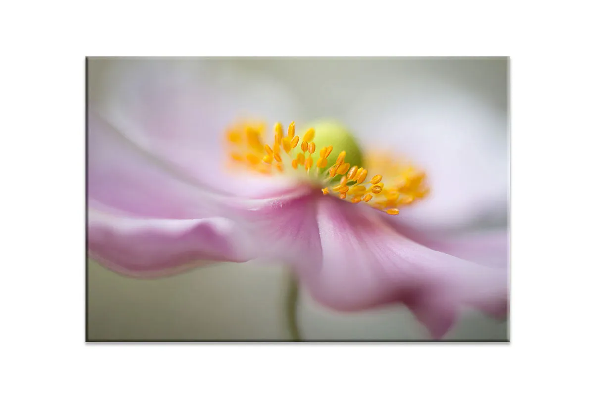 Dreamy Pink Bloom | Flower Wall Art Print