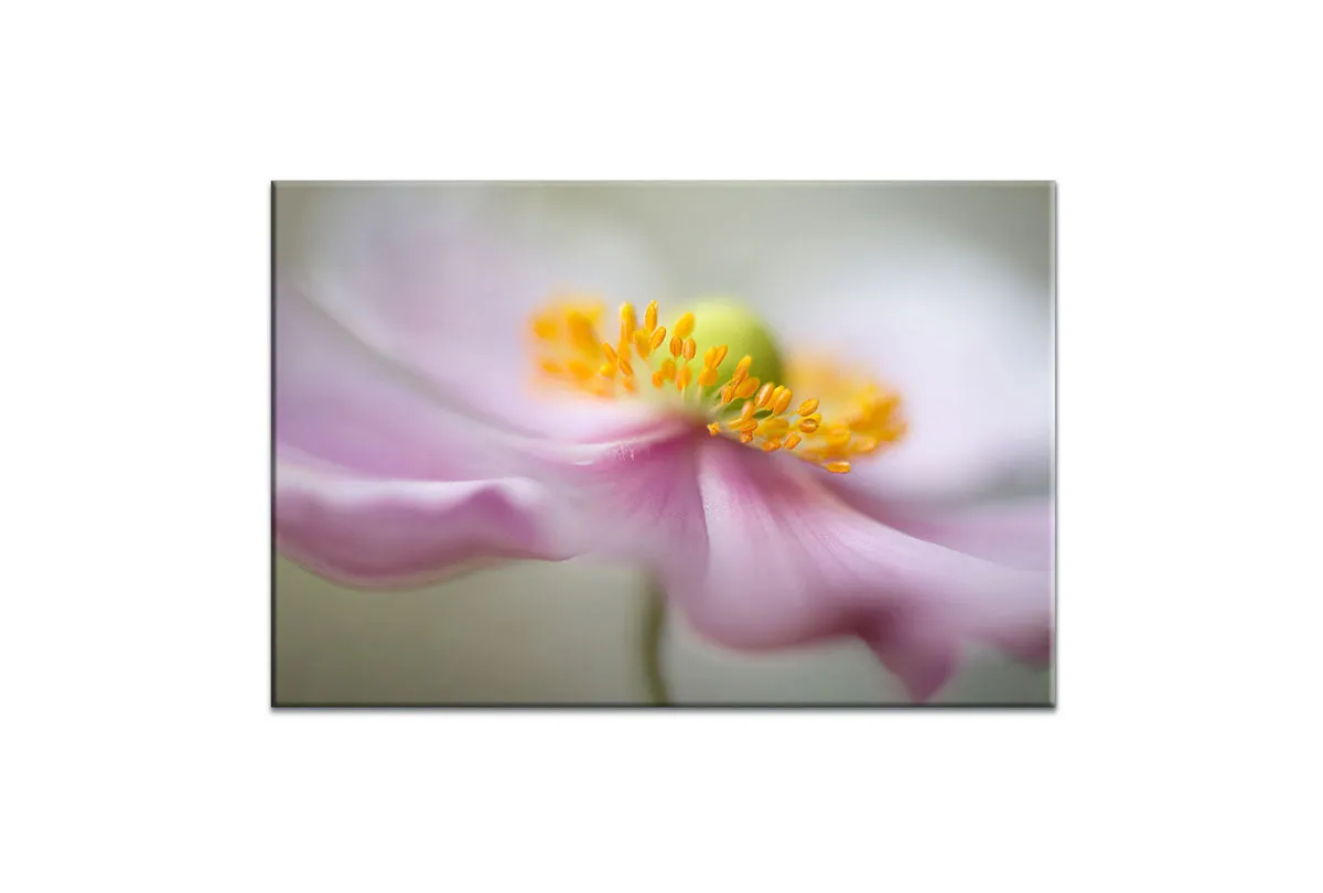 Dreamy Pink Bloom | Flower Wall Art Print